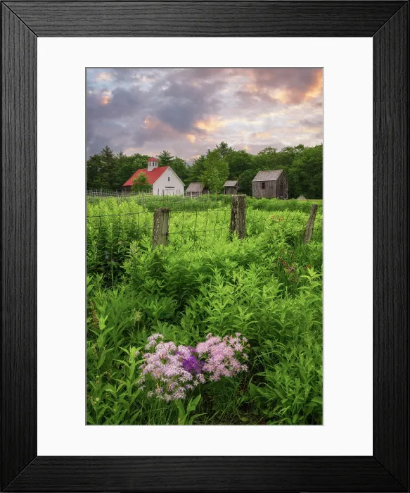 Framed Print : Fringed pink flowers at sunrise on a farm in North Sutton, New Hampshire, USA Framed Print : Fringed pink flowers at sunrise on a farm in North Sutton, New Hampshire, USA