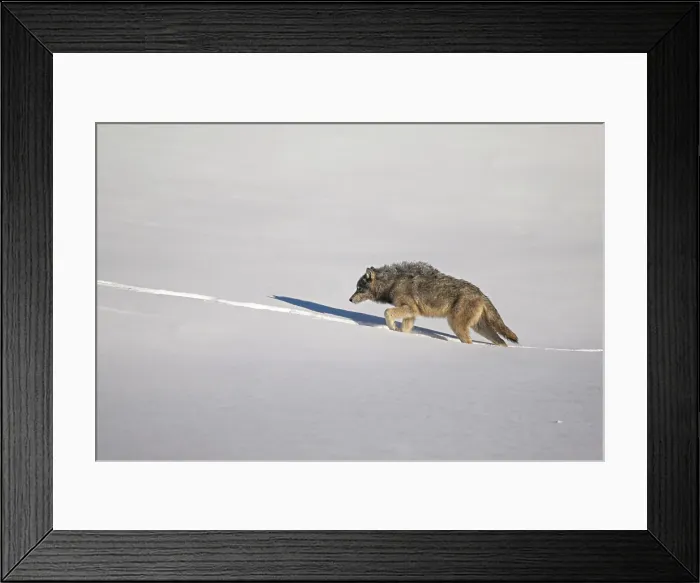 Framed Print : A grey wolf walkis in the snow in Yellowstone National Park, Wyoming, United States Framed Print : A grey wolf walkis in the snow in Yellowstone National Park, Wyoming, United States