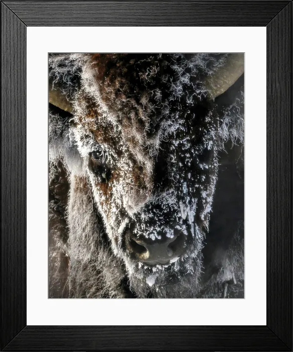 Framed Print : Yellowstone National Park. A frosty bison gazing close-up