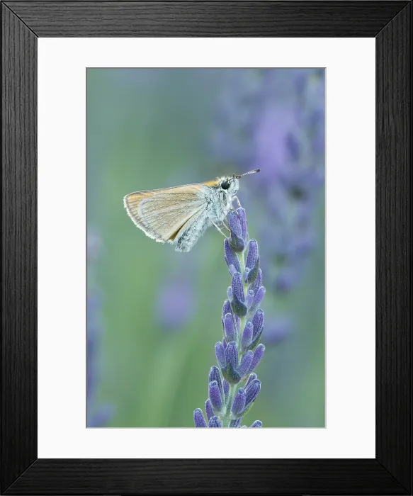 Framed Print : Small Skipper (Thymelicus sylvestris) on lavender, near Sault, Provence, France, July 2023 Framed Print : Small Skipper (Thymelicus sylvestris) on lavender, near Sault, Provence, France, July 2023