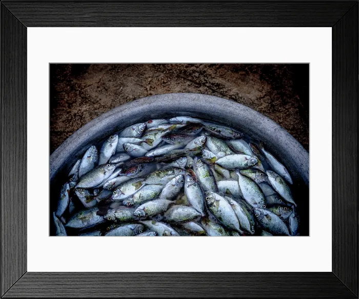 Framed Print : Fresh fish at Tam Tien Fish Market, Quang Nam Province, Central Vietnam