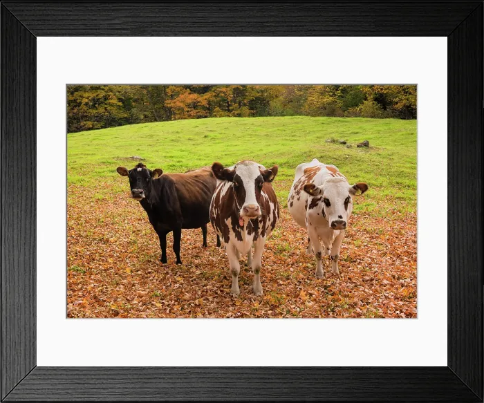 Framed Print : Three curious cows in autumn, Northeast Kingdom, Ryegate, Vermont, USA Framed Print : Three curious cows in autumn, Northeast Kingdom, Ryegate, Vermont, USA
