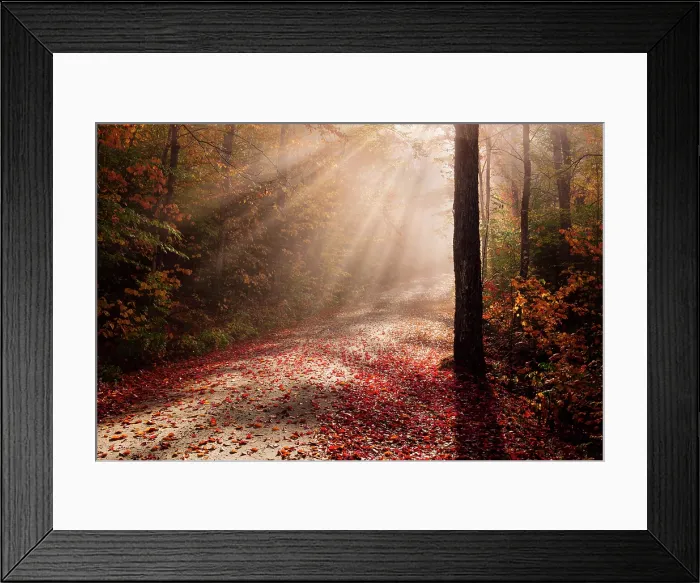 Framed Print : Sun beams on fall foliage at sunrise, Groton State Forest, Vermont, USA Framed Print : Sun beams on fall foliage at sunrise, Groton State Forest, Vermont, USA