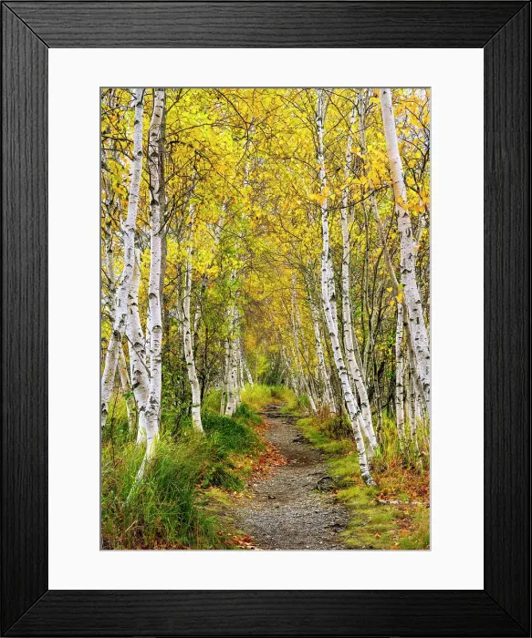 Framed Print : Brrch trees in autumn at Sieur de Monts, Acadia National Park, Maine, USA