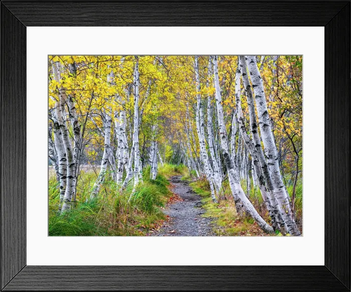 Framed Print : Brrch trees in autumn at Sieur de Monts, Acadia National Park, Maine, USA Framed Print : Brrch trees in autumn at Sieur de Monts, Acadia National Park, Maine, USA