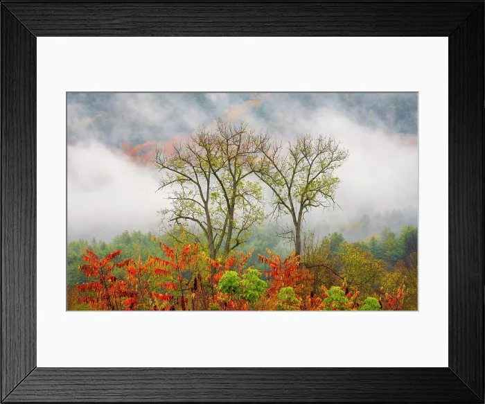 Framed Print : Trees in fog, Green Mountains, Waitsfield, Vermont, USA Framed Print : Trees in fog, Green Mountains, Waitsfield, Vermont, USA