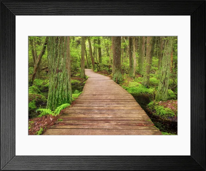 Framed Print : Boardwalk at Atlantic White Cedar Swamp on Caple Cod, South Wellflefet, Massachusetts, USA Framed Print : Boardwalk at Atlantic White Cedar Swamp on Caple Cod, South Wellflefet, Massachusetts, USA