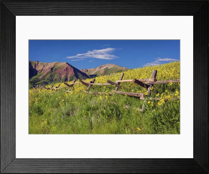 Framed Print : Wood fence and sunflowers, Crested Butte, Colorado, UISA Framed Print : Wood fence and sunflowers, Crested Butte, Colorado, UISA