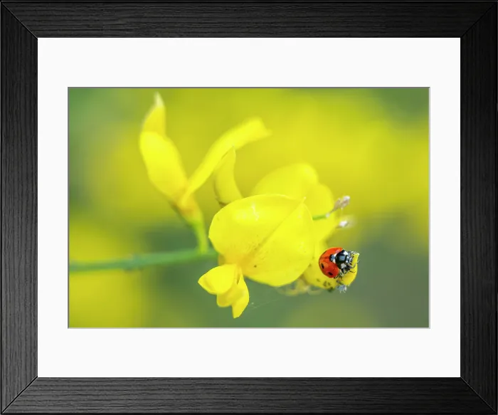 Framed Print : europe, Italy, Emilia-Romagna, A lady bug on a flower of Spanish broom Framed Print : europe, Italy, Emilia-Romagna, A lady bug on a flower of Spanish broom