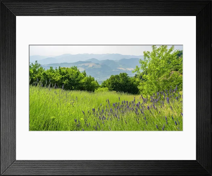 Framed Print : europe, Italy, Emilia-Romagna, A lavender field near the Via degli Dei in the Apennine Mountains