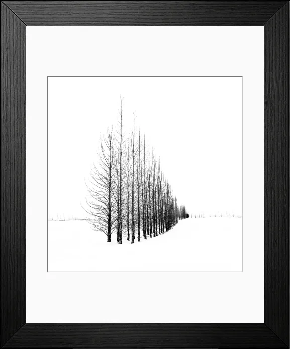 Framed Print : Trees in a snow winter landscape, Haukadalur, Valley, Iceland Framed Print : Trees in a snow winter landscape, Haukadalur, Valley, Iceland