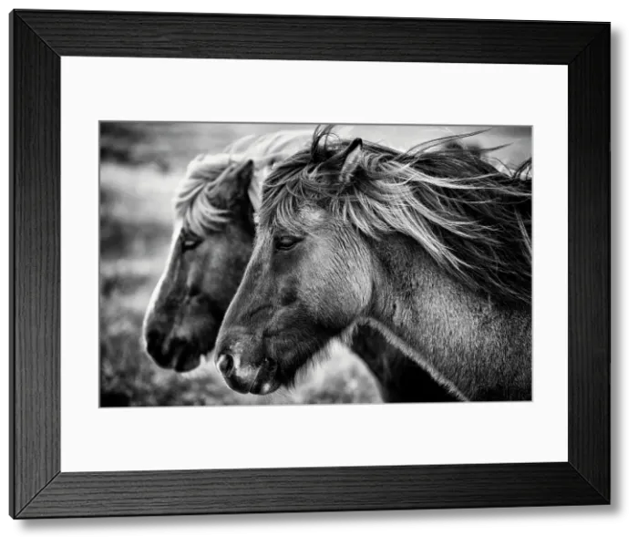 Framed Print : Icelandic horses, Iceland Framed Print : Icelandic horses, Iceland