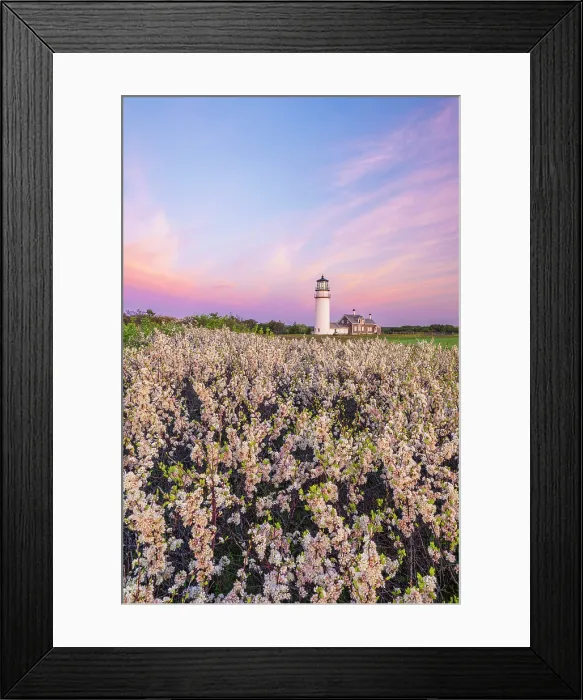 Framed Print : Blooming beach plum flowers at Highland Light, Cape Cod, North Truro, Massachusetts, USA Framed Print : Blooming beach plum flowers at Highland Light, Cape Cod, North Truro, Massachusetts, USA