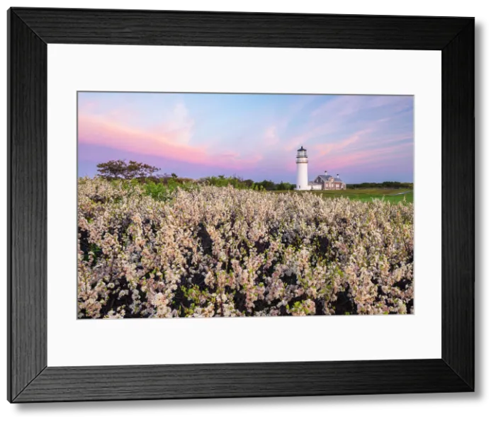 Framed Print : Blooming beach plum flowers at Highland Light, Cape Cod, North Truro, Massachusetts, USA Framed Print : Blooming beach plum flowers at Highland Light, Cape Cod, North Truro, Massachusetts, USA
