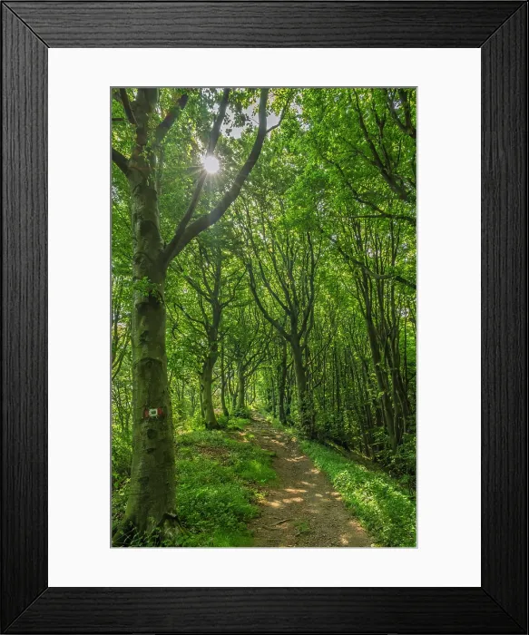 Framed Print : europe, Italy, Tuscany. hiking path of the Via degli Dei crossing a beech forest Framed Print : europe, Italy, Tuscany. hiking path of the Via degli Dei crossing a beech forest