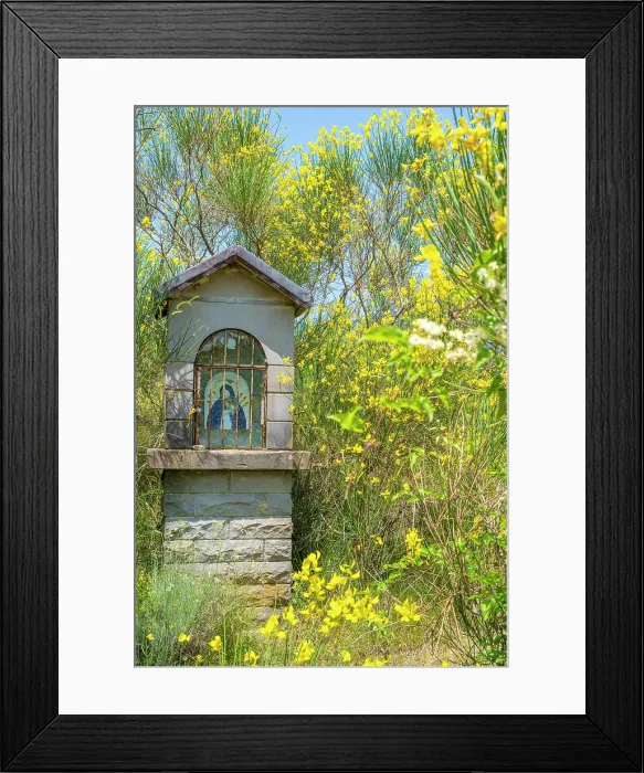 Framed Print : europe, Italy, Tuscany. A votive shrine in a flowering field with Spanish broom along the Via degli Dei hike