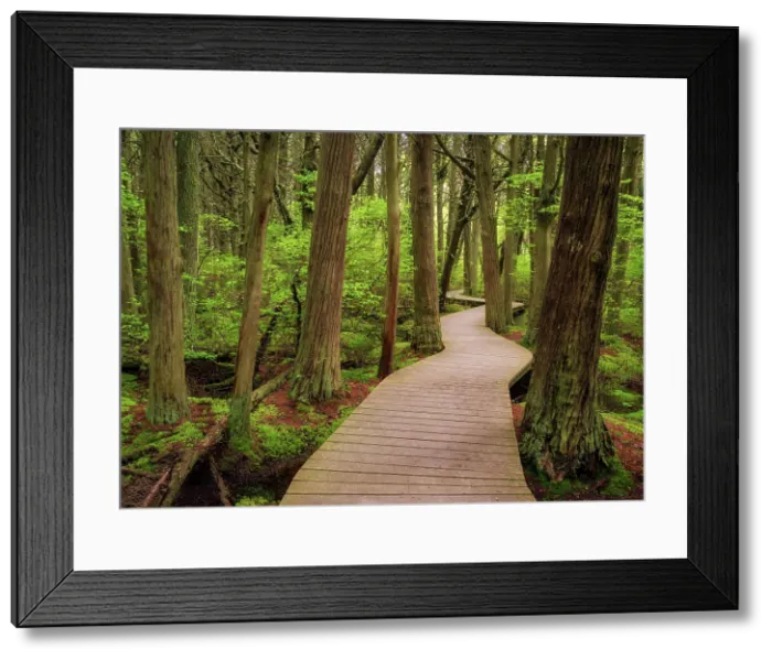 Framed Print : Boardwalk at Atlantic White Cedar Swamp on Caple Cod, South Wellflefet, Massachusetts, USA Framed Print : Boardwalk at Atlantic White Cedar Swamp on Caple Cod, South Wellflefet, Massachusetts, USA