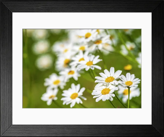 Framed Print : europe, Italy, Tuscany. A field of daisy flowers Framed Print : europe, Italy, Tuscany. A field of daisy flowers
