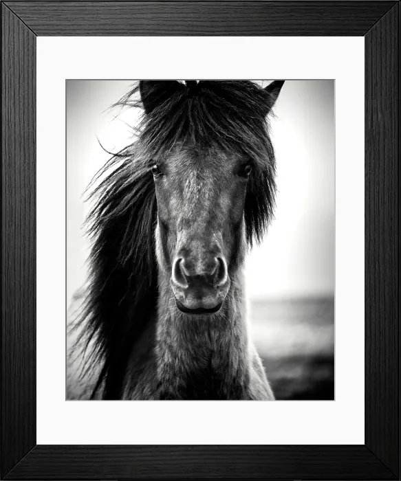 Framed Print : Icelandic horse, Iceland Framed Print : Icelandic horse, Iceland