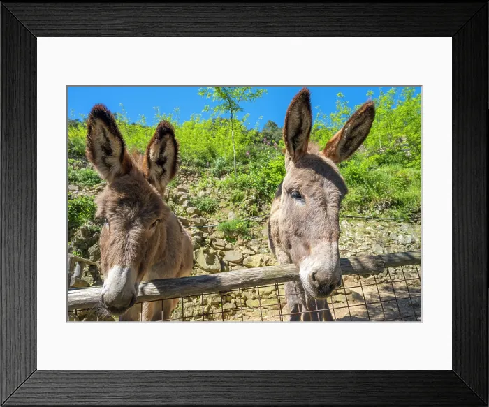 Framed Print : europe, Italy, Liguria. Cinque Terre. 2 donkeys in a garden Framed Print : europe, Italy, Liguria. Cinque Terre. 2 donkeys in a garden