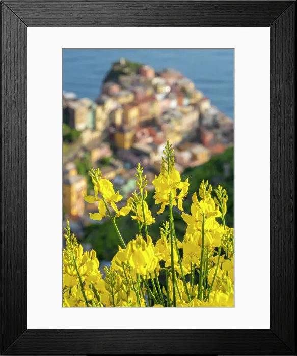 Framed Print : europe, Italy, Liguria. Cinque Terre. View of Manarola in springtime with flowering broom