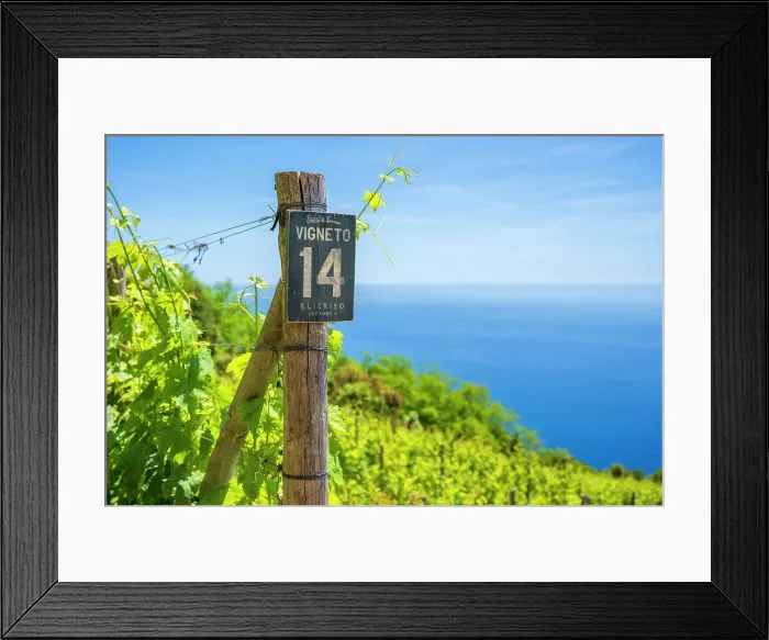 Framed Print : europe, Italy, Liguria. Cinque Terre. a vineyard above Riomaggiore with a view over the mediterranean sea Framed Print : europe, Italy, Liguria. Cinque Terre. a vineyard above Riomaggiore with a view over the mediterranean sea