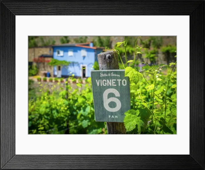 Framed Print : europe, Italy, Liguria. Cinque Terre. a Vineyard above Riomaggiore with a small farmer's house Framed Print : europe, Italy, Liguria. Cinque Terre. a Vineyard above Riomaggiore with a small farmer's house