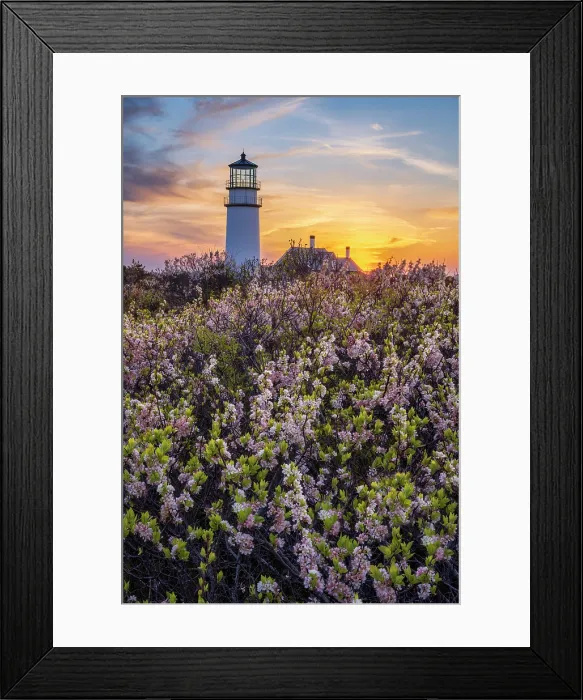 Framed Print : Blooming beach plum flowers at Highland Lighthouse, Cape Cod, North Truro, Massachusetts, USA Framed Print : Blooming beach plum flowers at Highland Lighthouse, Cape Cod, North Truro, Massachusetts, USA