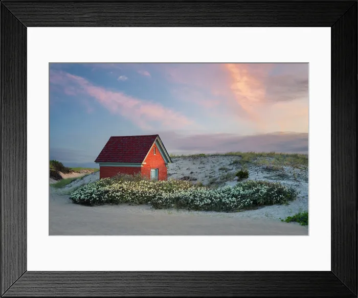 Framed Print : Oil house surrounded by blooming beach plum flowers, Cape Cod, Provincetown, Massachusetts, USA