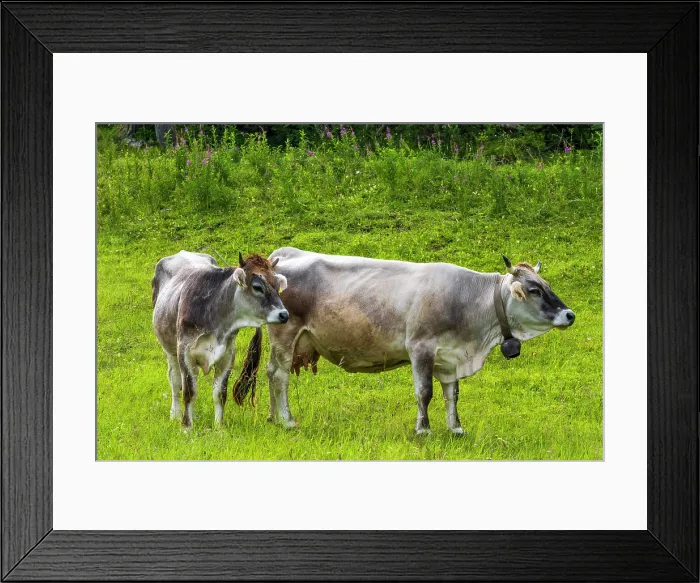 Framed Print : Europe, Italy, Trentino. A cow and her calf on a juicy meadow in the alps in summer Framed Print : Europe, Italy, Trentino. A cow and her calf on a juicy meadow in the alps in summer