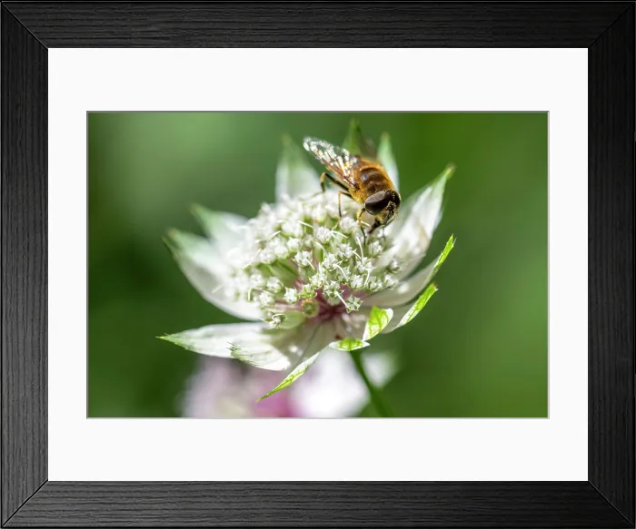 Framed Print : Europe, Italy, Trentino. A macro photo of the Astrantia Major flower with a bee Framed Print : Europe, Italy, Trentino. A macro photo of the Astrantia Major flower with a bee