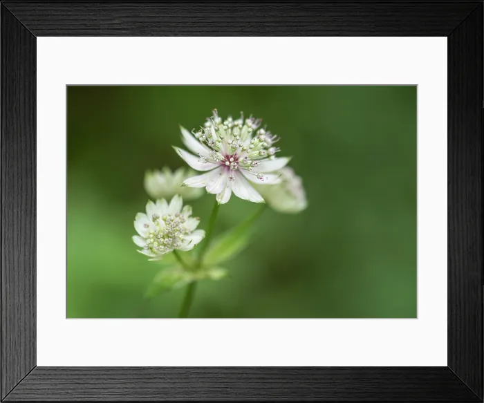 Framed Print : Europe, Italy, Trentino. A macro photo of the Astrantia Major flower Framed Print : Europe, Italy, Trentino. A macro photo of the Astrantia Major flower