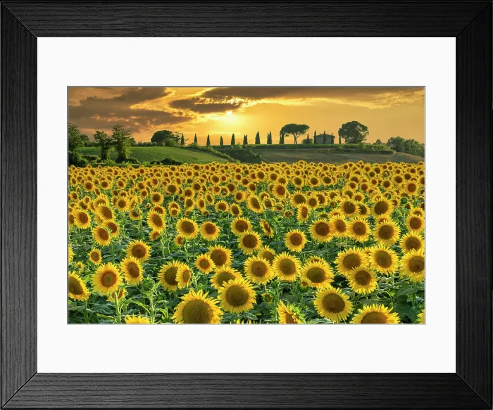Framed Print : Field of Sunflowers at Sunset, near Buonconvento, Tuscany, Italy, Europe Framed Print : Field of Sunflowers at Sunset, near Buonconvento, Tuscany, Italy, Europe