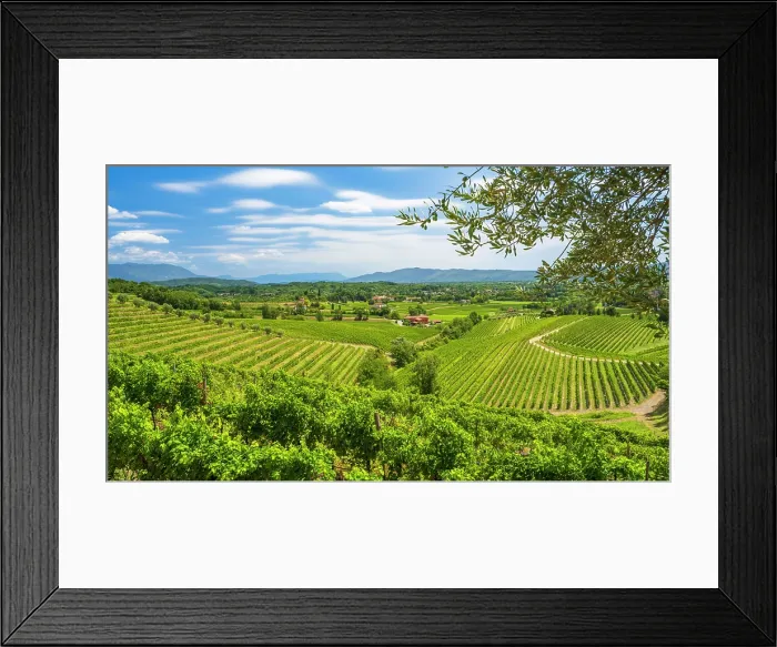 Framed Print : Europe, Italy, Friuli. The Collio area near Cormons and in the vineyards of Russiz Framed Print : Europe, Italy, Friuli. The Collio area near Cormons and in the vineyards of Russiz