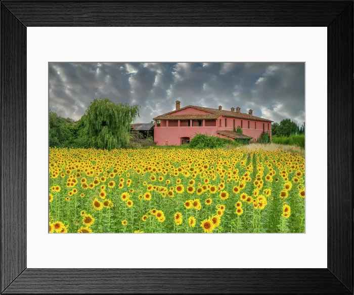 Framed Print : Field of Sunflowers & Farmhouse, Umbria, Italy, Europe Framed Print : Field of Sunflowers & Farmhouse, Umbria, Italy, Europe