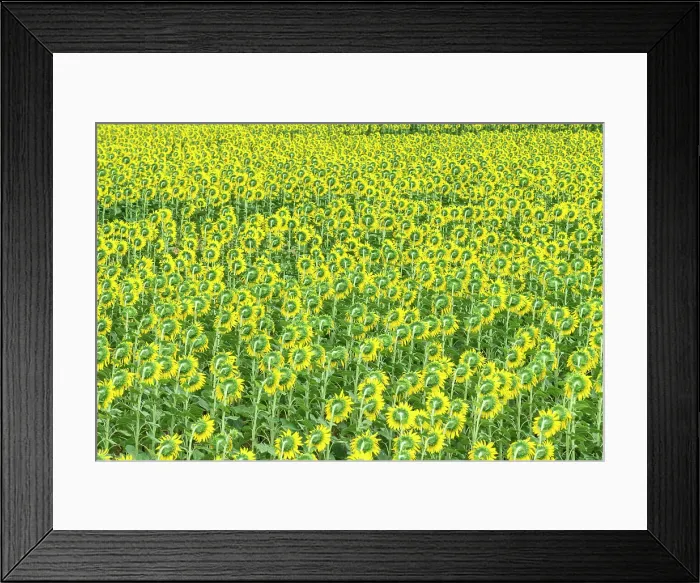 Framed Print : Field of Sunflowers, Umbria, Italy, Europe