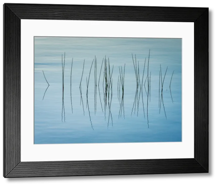 Framed Print : Grasses on Jordan Pond, Acadia National Park, Maine, USA Framed Print : Grasses on Jordan Pond, Acadia National Park, Maine, USA