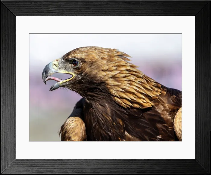 Framed Print : Close-up of Kazakh Eagle hunter's Golden Eagle, Bayan-Ulgii Province, Western Mongolia, Asia Framed Print : Close-up of Kazakh Eagle hunter's Golden Eagle, Bayan-Ulgii Province, Western Mongolia, Asia