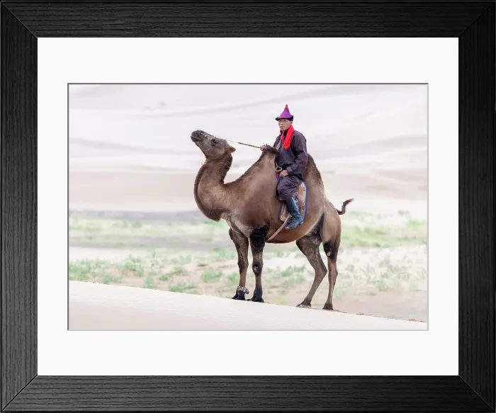 Framed Print : Camel herder on his camel, Khongor Dunes, Gobi Desert, Mongolia, Asia Framed Print : Camel herder on his camel, Khongor Dunes, Gobi Desert, Mongolia, Asia