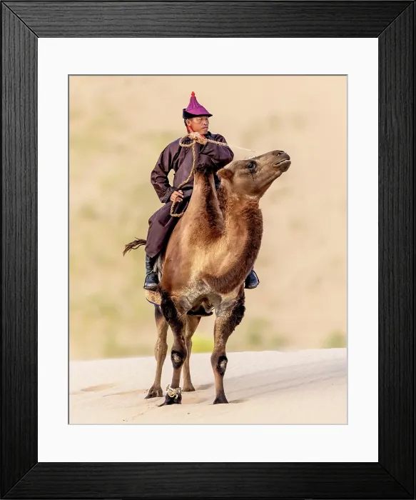 Framed Print : Camel herder on his camel, Khongor Dunes, Gobi Desert, Mongolia, Asia Framed Print : Camel herder on his camel, Khongor Dunes, Gobi Desert, Mongolia, Asia