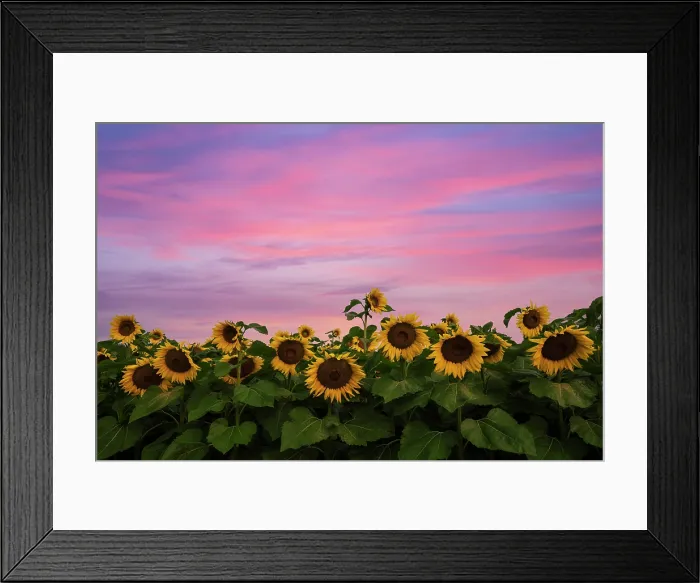 Framed Print : Sunrise over sunflower field, Conway, New Hampshire, USA Framed Print : Sunrise over sunflower field, Conway, New Hampshire, USA
