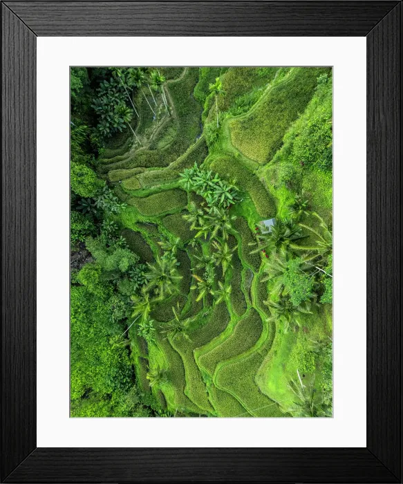 Framed Print : Rice Terraces, Tegallalang, near Ubud, Bali, Indonesia Framed Print : Rice Terraces, Tegallalang, near Ubud, Bali, Indonesia