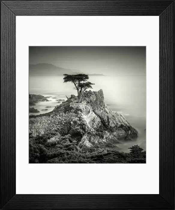 Framed Print : The famous Lone Monterey cypress, Pebble Beach, California, USA Framed Print : The famous Lone Monterey cypress, Pebble Beach, California, USA