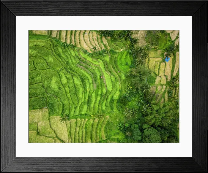 Framed Print : Jatiluwih Rice Terraces, Bali, Indonesia Framed Print : Jatiluwih Rice Terraces, Bali, Indonesia