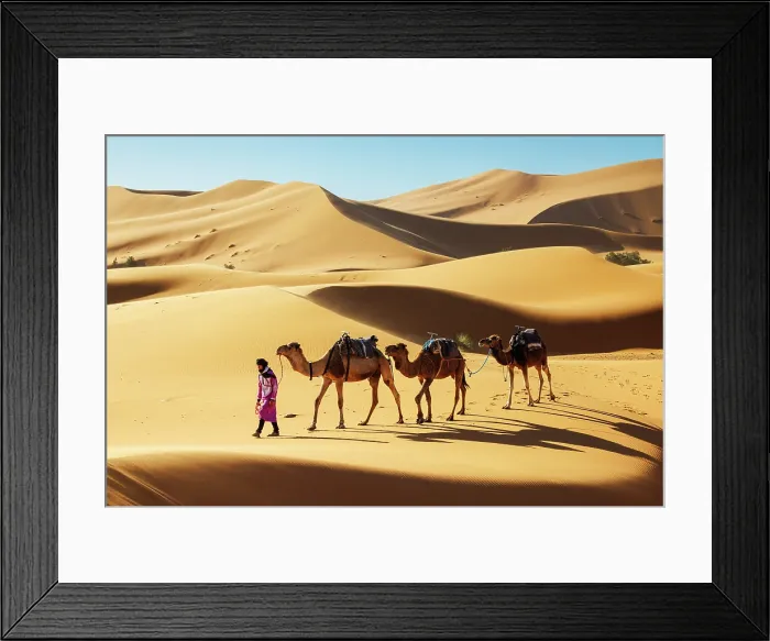 Framed Print : Berber man leading his camels through the Sahara Desert, Erg Chebbi, Merzouga, Morocco Framed Print : Berber man leading his camels through the Sahara Desert, Erg Chebbi, Merzouga, Morocco