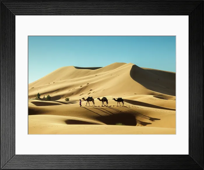 Framed Print : Berber man leading his camels through the Sahara Desert, Erg Chebbi, Merzouga, Morocco Framed Print : Berber man leading his camels through the Sahara Desert, Erg Chebbi, Merzouga, Morocco