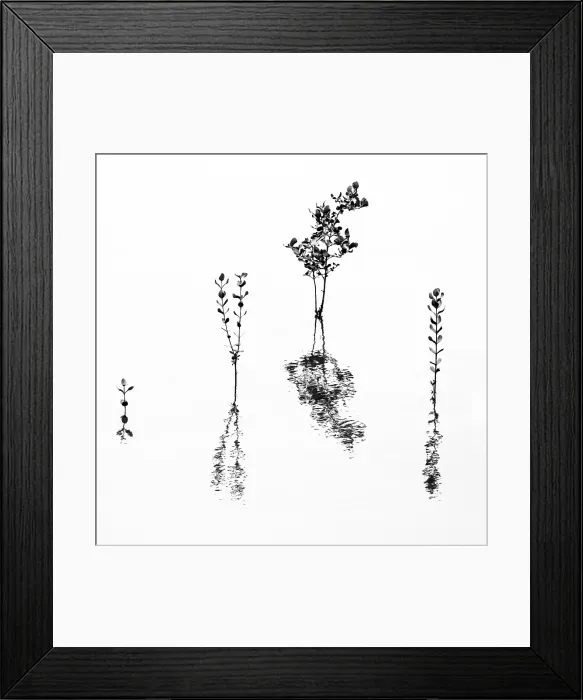 Framed Print : Plants in water with reflections, Quang Ninh Province, Vietnam, Southeast Asia Framed Print : Plants in water with reflections, Quang Ninh Province, Vietnam, Southeast Asia