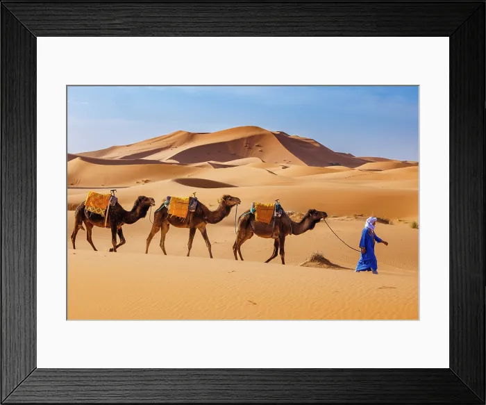 Framed Print : Berber man leading his camels through the Sahara Desert, Erg Chebbi, Merzouga, Morocco Framed Print : Berber man leading his camels through the Sahara Desert, Erg Chebbi, Merzouga, Morocco