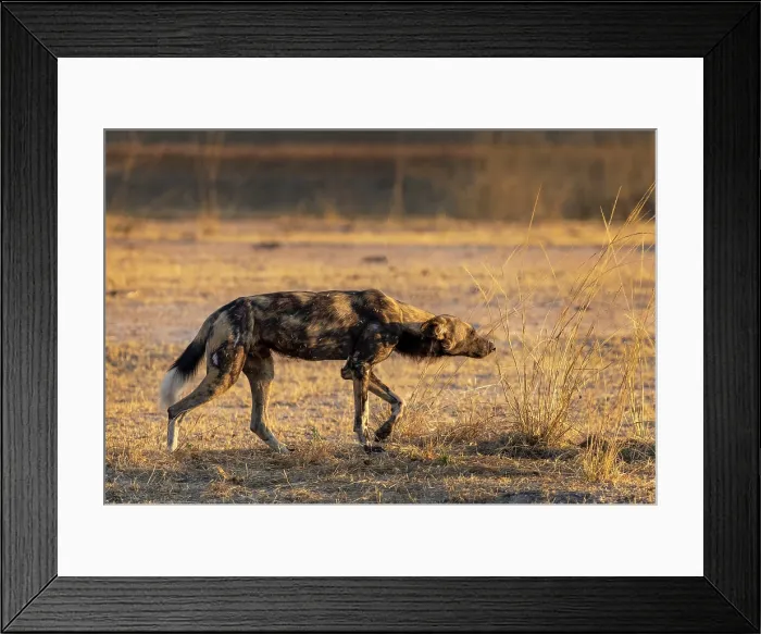 Framed Print : African wild dog (Lycaon pictus) hunting, South Luangwa National Park, Zambia Framed Print : African wild dog (Lycaon pictus) hunting, South Luangwa National Park, Zambia
