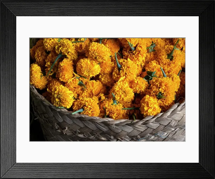 Framed Print : Marigold flowers for temple offerings in a market in East Bali, Bali, Indonesia Framed Print : Marigold flowers for temple offerings in a market in East Bali, Bali, Indonesia
